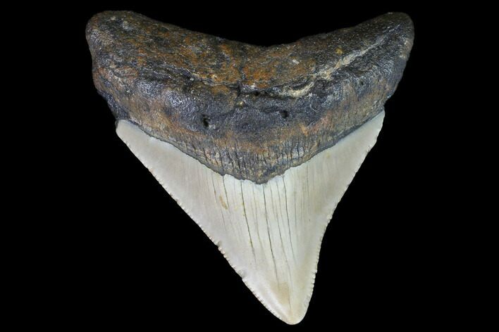 Fossil Megalodon Tooth - North Carolina #101239